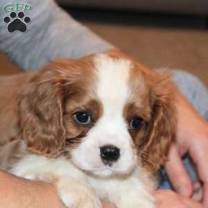 Clayton, Cavalier King Charles Spaniel Puppy